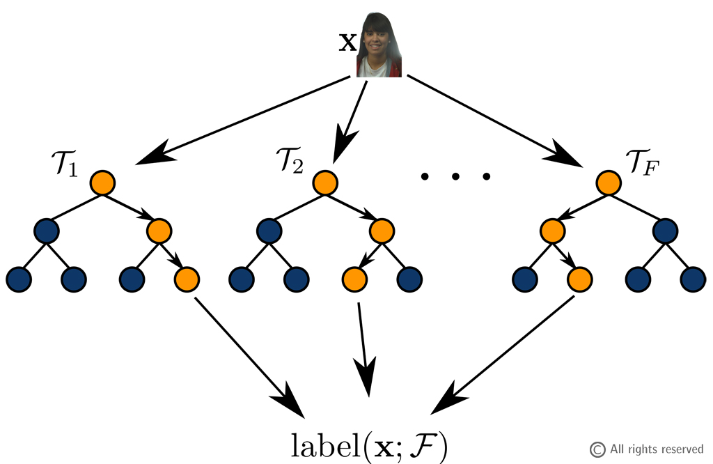 Figure 2: Random forests' estimation process. Considering an unlabelled image x, in each tree T, x follows a certain path (orange path) until leaf nodes. Each leaf distribution is used to estimate the label of x.
